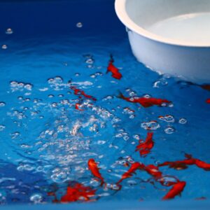 Sustainable Aquaculture & Blue Food Systems Program